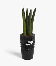 Load image into Gallery viewer, SOCK PLANTER BLACK EDITION
